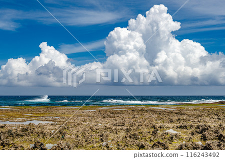 Yakushima's raised coral reef (July) Raised coral reef at Harutahama Beach 116243492