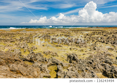 Yakushima's raised coral reef (July) Raised coral reef at Harutahama Beach 116243494
