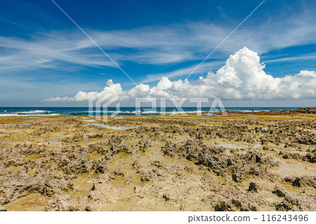 Yakushima's raised coral reef (July) Raised coral reef at Harutahama Beach 116243496