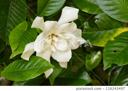 Gardenia on the mountain path 01 Gardenia on the mountain path 01 116243497