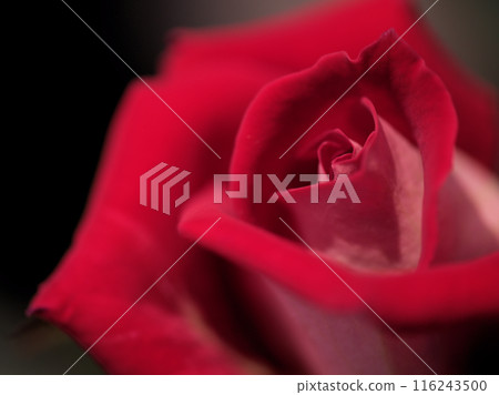 愛是五月盛開的美麗紅玫瑰。 116243500