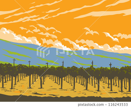 Grapevine in Vineyards of Napa Valley Wine Region California WPA 116243533