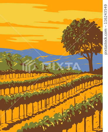 Vineyard in Sonoma Valley Wine Region Northern California WPA Po Vineyard in Sonoma Valley Wine Region Northern California WPA Po 116243549