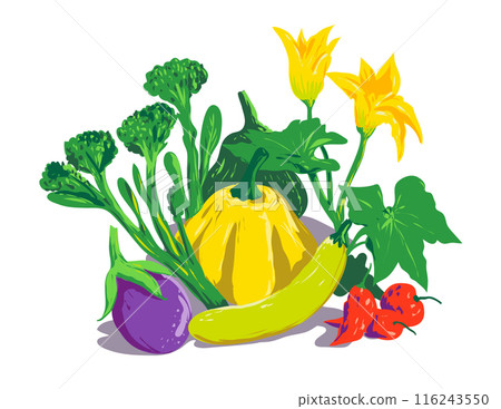 Vegetable Harvest of Summer Squash Broccolini Eggplant Pepper WP 116243550