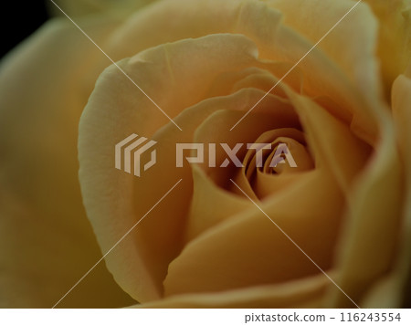 「蜂蜜第戎」是一種美麗的棕色玫瑰花，五月開花。 116243554