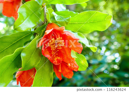 紅石榴花 116243624