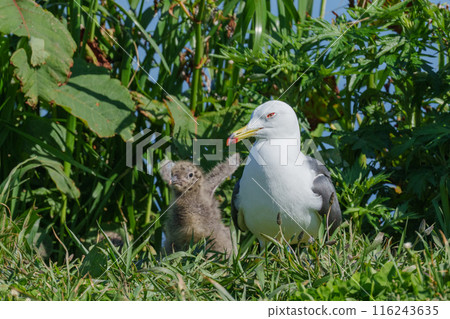 Black-tailed Gull Chicks Seabirds of Hokkaido's Remote Islands Black-tailed Gull Chicks Seabirds of Hokkaido's Remote Islands 116243635