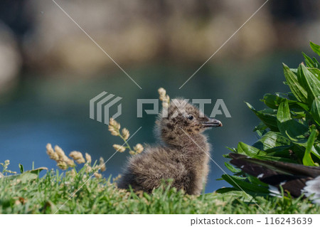 Black-tailed Gull Chicks Seabirds of Hokkaido's Remote Islands Black-tailed Gull Chicks Seabirds of Hokkaido's Remote Islands 116243639
