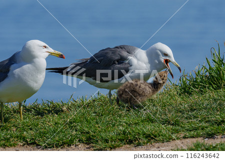 來自北海道偏遠島嶼的黑尾黑尾鷗海鳥 116243642