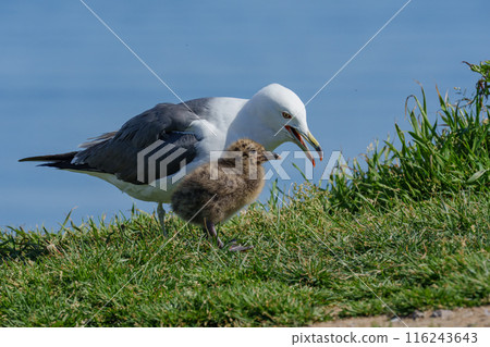 Black-tailed Gull Chicks Seabirds of Hokkaido's Remote Islands 116243643
