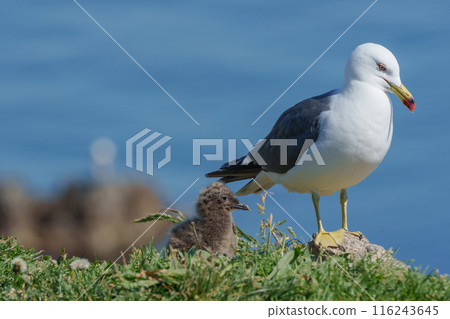來自北海道偏遠島嶼的黑尾黑尾鷗海鳥 116243645