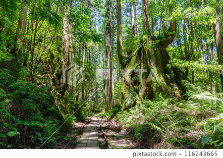 Trolley tracks and cedar mountains in Yakushima National Park (summer) Trolley tracks and cedar mountains in Yakushima National Park (summer) 116243665