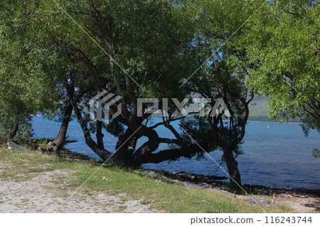 Lakeside Photo of Lake Wakatipu and The Remarkables in Glenorchy New Zealand 116243744