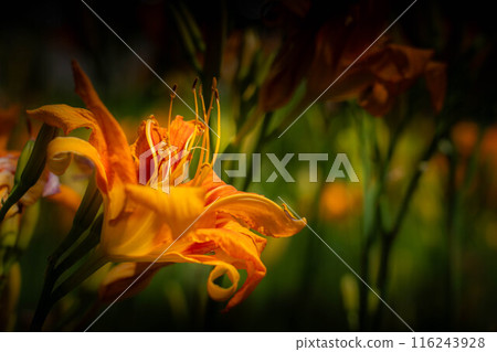 盛夏盛開的花朵~藪黃花~ 盛夏盛開的花朵~藪黃花~ 116243928