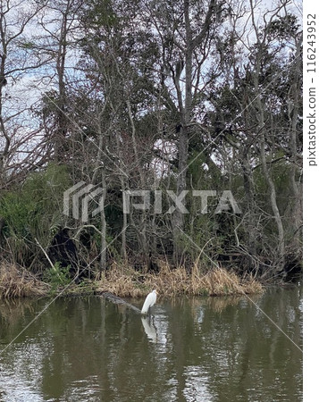 Photo of Great Egret in Bayou of Barataria Preserve Within Jean Lafitte National Historical Park Louisiana USA Photo of Great Egret in Bayou of Barataria Preserve Within Jean Lafitte National Historical Park Louisiana USA 116243952