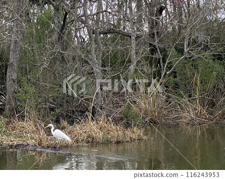 Photo of Great Egret in Bayou of Barataria Preserve Within Jean Lafitte National Historical Park Louisiana USA Photo of Great Egret in Bayou of Barataria Preserve Within Jean Lafitte National Historical Park Louisiana USA 116243953