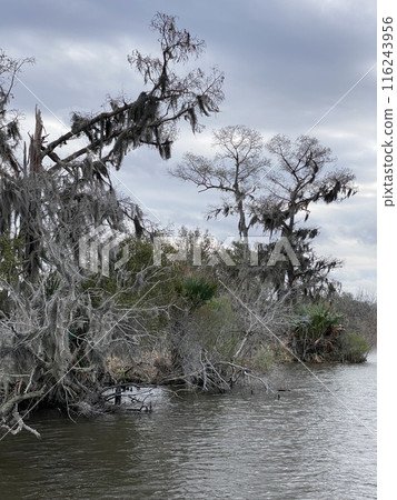 Photo of Old Man's Beard or Beard Moss in Barataria Preserve Louisiana USA. Photo of Old Man's Beard or Beard Moss in Barataria Preserve Louisiana USA. 116243956