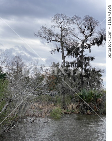 Photo of Old Man's Beard or Beard Moss in Barataria Preserve Louisiana USA. 116243959