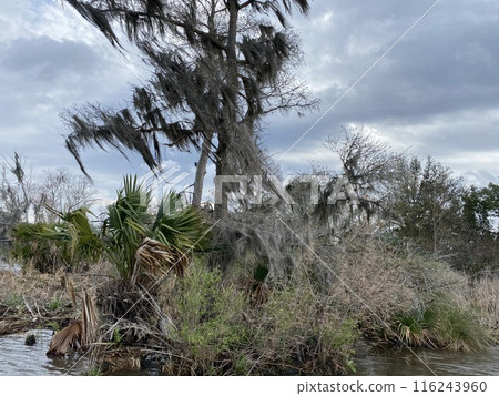 Photo of Old Man's Beard or Beard Moss in Barataria Preserve Louisiana USA. Photo of Old Man's Beard or Beard Moss in Barataria Preserve Louisiana USA. 116243960