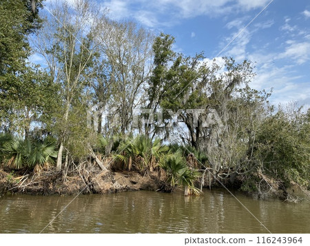 Photo of Old Man's Beard or Beard Moss in Barataria Preserve Louisiana USA. Photo of Old Man's Beard or Beard Moss in Barataria Preserve Louisiana USA. 116243964