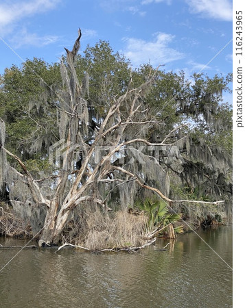 Photo of Old Man's Beard or Beard Moss in Barataria Preserve Louisiana USA. Photo of Old Man's Beard or Beard Moss in Barataria Preserve Louisiana USA. 116243965