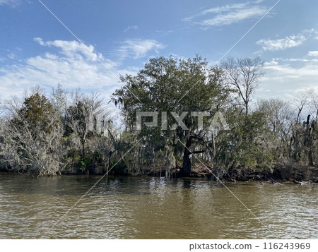 Photo of Bayou and Hardwood Forest in Barataria Preserve Within Jean Lafitte National Historical Park Louisiana USA Photo of Bayou and Hardwood Forest in Barataria Preserve Within Jean Lafitte National Historical Park Louisiana USA 116243969
