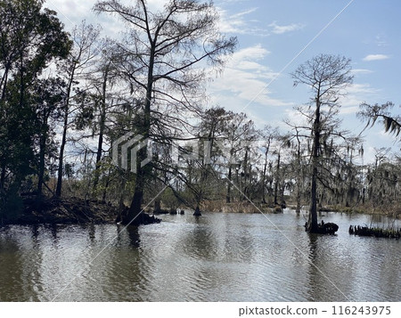 Photo of Bayou and Hardwood Forest in Barataria Preserve Within Jean Lafitte National Historical Park Louisiana USA Photo of Bayou and Hardwood Forest in Barataria Preserve Within Jean Lafitte National Historical Park Louisiana USA 116243975