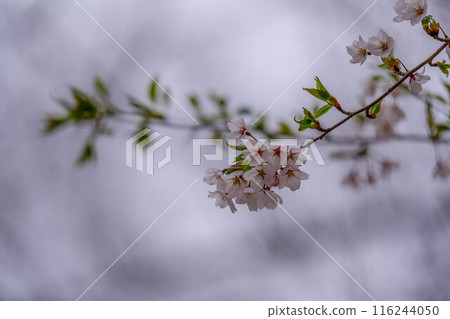 Flower clouds 116244050