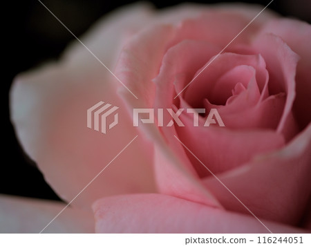 五月綻放的美麗粉紅玫瑰花“愛子公主” 116244051