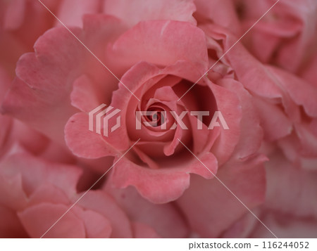 五月綻放的美麗粉紅玫瑰花“愛子公主” 116244052