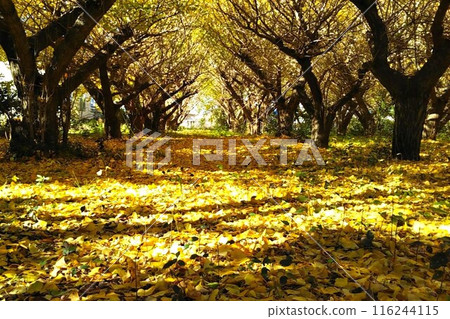 金色的銀杏地毯 金色的銀杏地毯 116244115