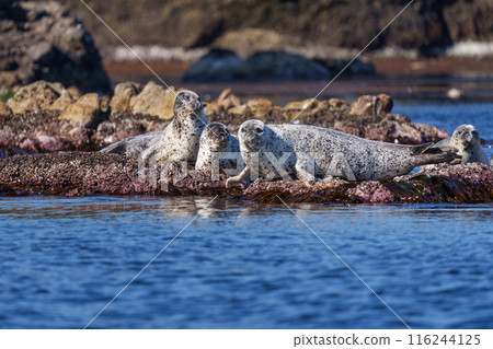 野生斑海豹－北海道天利島的大自然 116244125