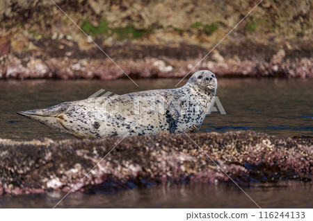 Wild spotted seals: the great outdoors of Teuri Island, Hokkaido 116244133