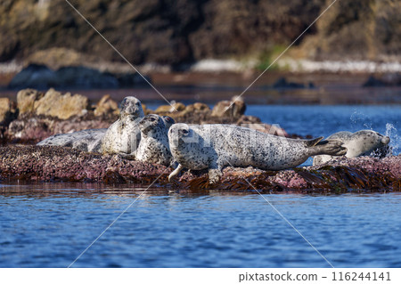 Wild spotted seals: the great outdoors of Teuri Island, Hokkaido Wild spotted seals: the great outdoors of Teuri Island, Hokkaido 116244141