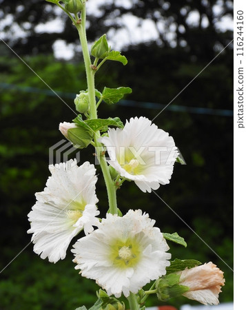 Tati Oui白花 116244160