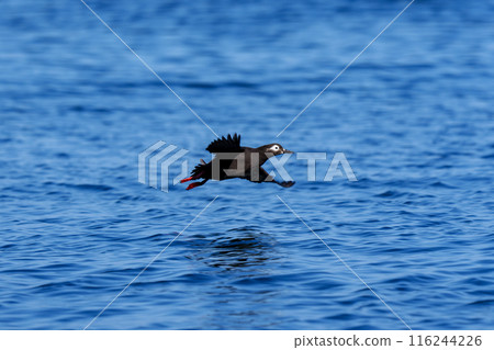 Keimafuri，Teuri島，北海道可愛的野鳥 116244226