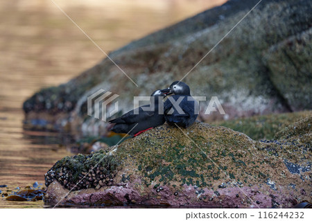 Keimafuri,Teuri島,北海道可愛的野鳥 Keimafuri,Teuri島,北海道可愛的野鳥 116244232