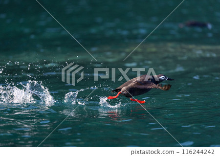Keimafuri，Teuri島，北海道可愛的野鳥 116244242