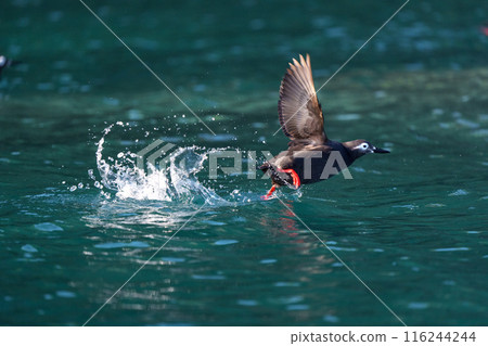 Keimafuri，Teuri島，北海道可愛的野鳥 116244244