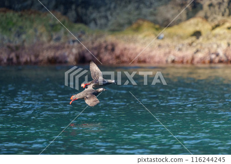 Spectacled spectacled ... 116244245