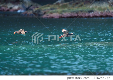 Keimafuri，Teuri島，北海道可愛的野鳥 116244246