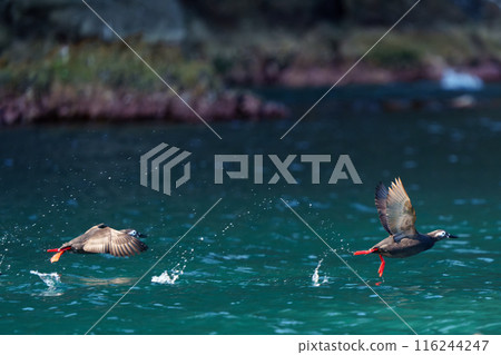 Keimafuri，Teuri島，北海道可愛的野鳥 116244247
