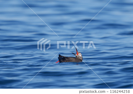 Keimafuri,Teuri島,北海道可愛的野鳥 Keimafuri,Teuri島,北海道可愛的野鳥 116244258