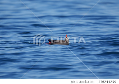 Keimafuri，Teuri島，北海道可愛的野鳥 116244259