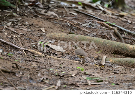雪茄呈褐色，樸素，卻有優美的歌聲。 116244310