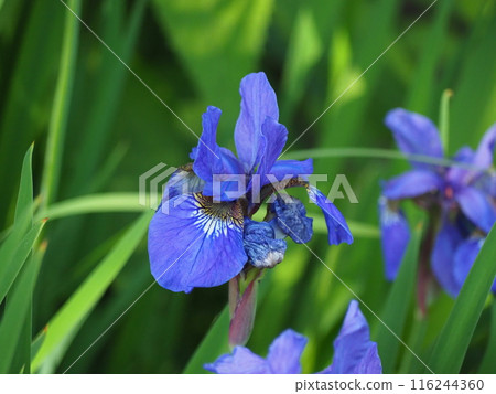 鳶尾花 116244360