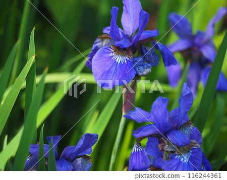 鳶尾花 116244361