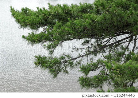 海岸上自然生長的松樹，枝條優美。 116244440