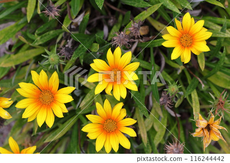 雜色菊花 116244442