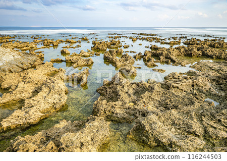 Yakushima's largest raised coral reef, Harutahama Beach (Autumn) 116244503